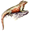 Lizard